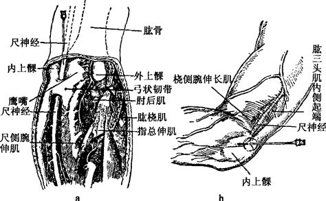 一肘多長|一肘多少米